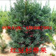 曼地亚红豆杉盆栽带果树苗大型盆景庭院别墅植物耐寒绿植母树结果