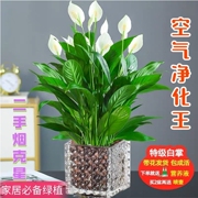 白掌盆栽易活一帆风顺水培植物办公室内花卉绿植红掌水养四季开花