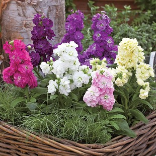 矮生盆栽进口紫罗兰种子，花籽花种takii和谐系列阳台庭院花卉