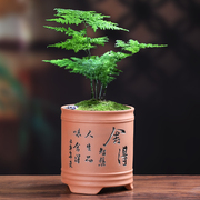 紫砂创意花盆文竹菖蒲小吊兰，盆景多肉简约复古室内陶瓷盆