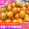 正宗福建黄色金圣女果3-5斤阳光樱桃小番茄新鲜水果酸甜小西红柿