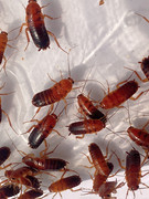 樱桃红蟑螂0.3-3cm爬宠蜘蛛守宫，树蛙蚂蚁食物龙鱼增色高蛋白