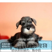 出售纯种小型迷你雪纳瑞犬活体，宠物狗狗雪纳瑞，幼犬老头狗x