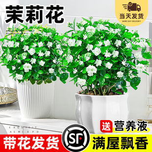 茉莉花苗盆栽带花苞四季开花卉植物室内重瓣好养绿植室内驱蚊老桩