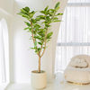黄金榕盆栽网红绿植青叶橡皮树好养四季常青客厅落地室内大型植物