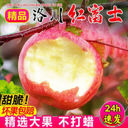 正宗陕西洛川苹果水果，新鲜脆甜冰糖心，红富士苹果丑10斤当季整箱