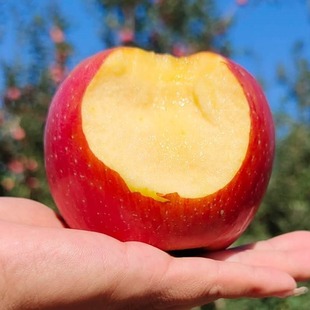 新疆阿克苏苹果当季新鲜红富士脆甜整箱新疆直发