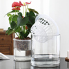 水培植物玻璃瓶透明直筒客厅花瓶水养绿萝白掌玻璃空器定植篮花器