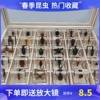 科学实验室教幼动物标本树脂昆虫标本真虫蝎子蜘蛛收纳盒礼盒包装