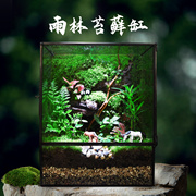 创意苔藓微景观雨林生态缸桌面迷你小盆栽造景瓶青苔森林绿植成品