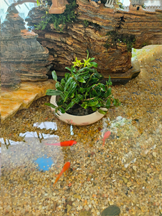 死植物办公室创意迷你小植物绿植盆景长不室内水培，石头石斛盆景在