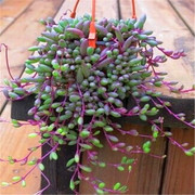 多肉植物紫玄月吊兰，佛珠花卉盆栽办公室绿植珍珠吊兰