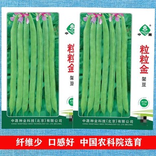 粒粒金架豆种子长芸豆四季豆四季种籽蔬菜春季种孑中国农科院选育