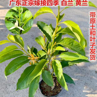 正宗嫁接白兰花苗浓香四季开花黄兰花白玉兰黄角兰盆栽花卉玉兰花