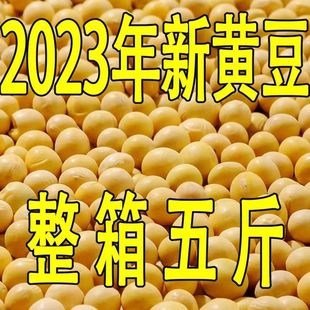 2023黄豆东北新货打豆浆专用大豆发豆芽五谷杂粮非转基因新鲜粗粮