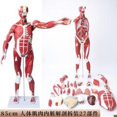 人体全身肌肉附内脏器官解剖模型医学E人体肌肉模型85CM肌肉人模