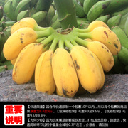 广西新鲜小米蕉带箱10斤香蕉芭蕉海南帝王蕉banana水果苹果粉蕉3