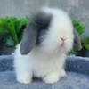 垂耳兔子活物灰白道奇垂耳兔，迷你宠物兔纯种荷兰短毛折耳兔活体