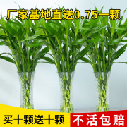 粗枝富贵竹植物水养客厅招财绿萝盆栽室内花卉水竹大转运竹节节高