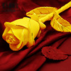 绒沙金金箔玫瑰花束摆件周年庆结婚纪念礼物镀金玫瑰仿真花送老婆