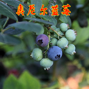 盆栽地栽蓝莓苗奥尼尔蓝莓苗当年结果南方北方种植果树苗