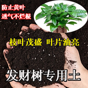 发财树专用土营养土花土发财树肥料专用肥土家用盆栽绿植种植土壤