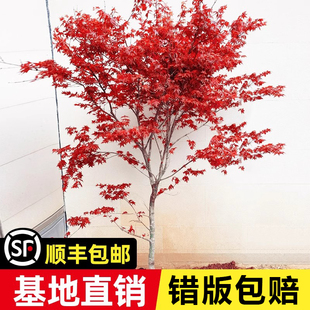 红枫树苗老桩四季红日本红舞姬盆景盆栽，三季红大树庭院绿化植物