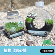 微景观漂流瓶造景水草种子发芽生态瓶创意迷你盆水培儿童种植观察