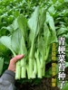 揭阳农研美苔一号约1000粒5.2元杂交青菜苔种子 多次采收甜菜心