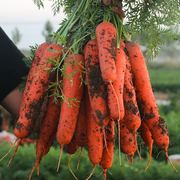 河南沙地水果胡萝卜5斤净重生吃红心脆甜沙窝红萝卜新鲜蔬菜