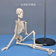 45cm高人体(高人体)骨骼模型骨架骷髅骨头架子，医学生小白教学模具四肢可拆