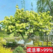 木本绣球树苗木绣球苗琼花树苗琼花绣球树苗八仙绣球花苗绣球树苗