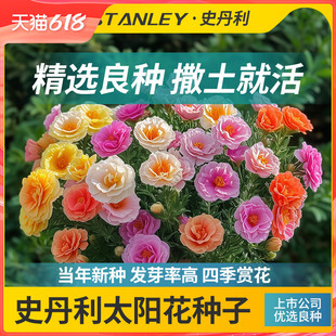 史丹利重瓣太阳花种子花籽种子室内盆栽种植花籽四季开花混色种孑