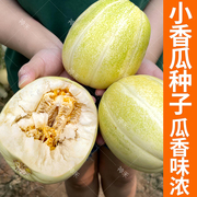 小香瓜种籽甜瓜种子薄皮甜瓜种孑春季水果种子白甜瓜东北香瓜高糖