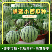 盆栽西瓜种子无籽蜂蜜小西瓜种子高产水果种子阳台庭院四季