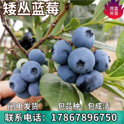 矮丛蓝莓果树苗庭院地栽阳台，盆栽南北方种植树苗带土包活当年结果