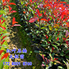 红叶石楠树苗火焰红篱笆苗，围墙绿篱植物庭院园林绿化苗四季常青
