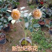 新世纪茶花盆栽花朵很大绿植花卉进口名贵品种金黄色系玫瑰型茶花