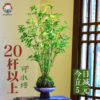 米竹水培苔藓球植物室内盆栽，微观盆景凤尾竹观音竹，观赏竹子小米竹
