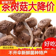 特产香菇炖汤袋装500g干茶树菇，干货不开伞新货菌菇新鲜菌种