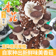 悦蘑菇娘香菇菌包蘑菇，菌包盆栽食用菌棒蘑菇种植包菌种(包菌种)蘑菇菌