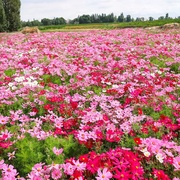 波斯菊花籽格桑花花种籽子七彩，四季开花室外易活野花组合花卉种孑