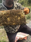 农家土蜂蜜，百花蜜中蜂自养
