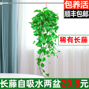 长藤垂吊绿萝盆栽室内吸甲醛净化空气植物花卉绿植除甲醛大叶绿箩