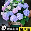 绣球花苗无尽夏绣球花盆栽庭院四季开花好养的花卉植物室内花