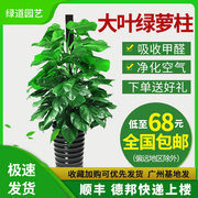 大叶绿萝吸甲醛柱，大型室内植物常青盆栽，绿植养眼环保净化空气