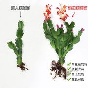 嫁接蟹爪兰花苗蟹爪莲带花卉多色盆栽，绿植物室内花四季好养阳台