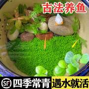 生态玻璃鱼缸小型乌龟缸水草种子籽植物真草造景桌面客厅家用饲养