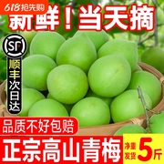2025诏安新鲜青梅鲜果当季现摘泡酒专用脆梅酵素腌制野生梅子