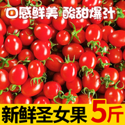 新鲜圣女果小番茄新鲜水果柿子生吃5斤西红柿非千禧春桃柿子